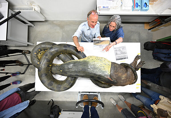 Restauration Anakonda im Frankfurter Senckenberg-Museum