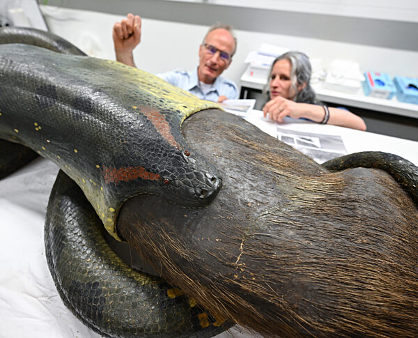 Restauration Anakonda im Frankfurter Senckenberg-Museum