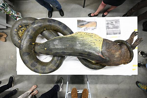 Restauration Anakonda im Frankfurter Senckenberg-Museum