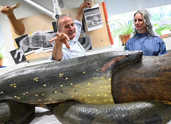 Restauration Anakonda im Frankfurter Senckenberg-Museum