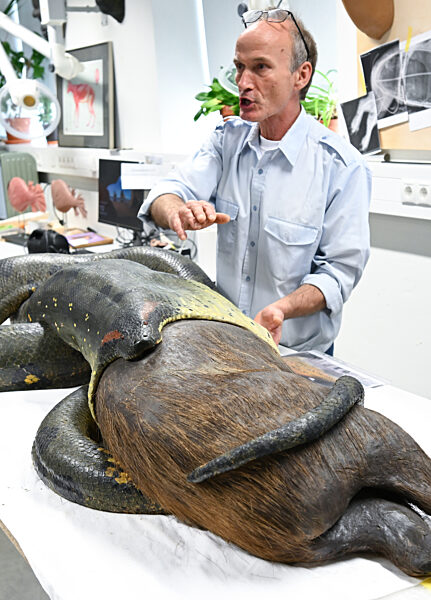 Restauration Anakonda im Frankfurter Senckenberg-Museum