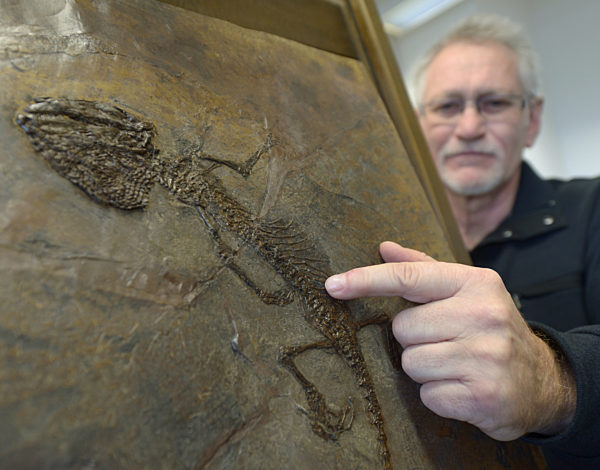 Fossile Großkopfechse in Grube Messel entdeckt