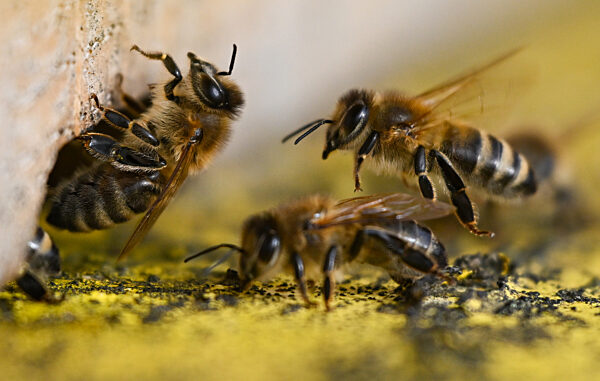Frühlingswetter in Frankfurt am Main