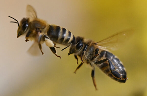 Frühlingswetter in Frankfurt am Main