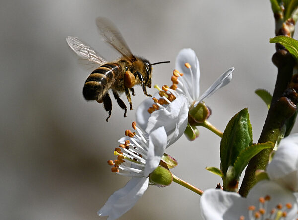 Frühling auf dem Frankfurter Lohrberg
