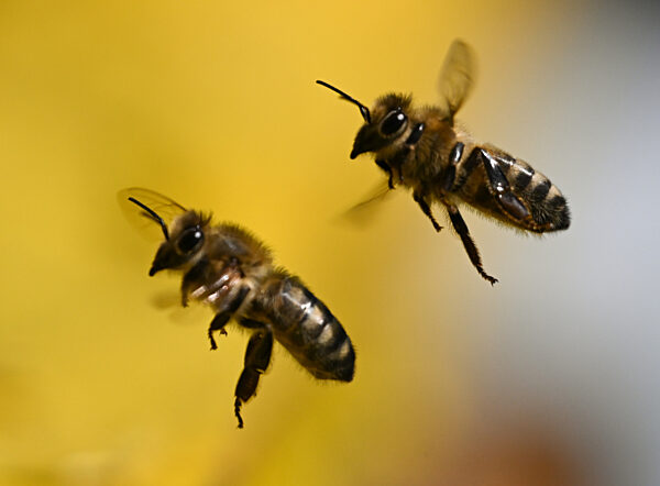 Bienen auf dem Frankfurter Lohrberg