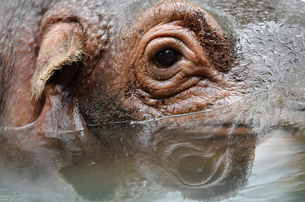 Flusspferddame "Petra"