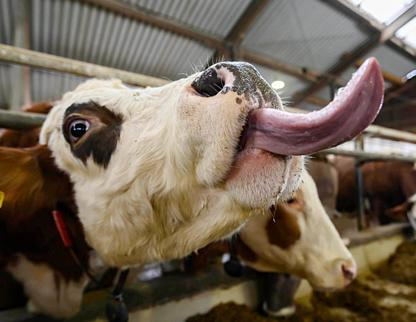 Landwirt Stefan Schäfer