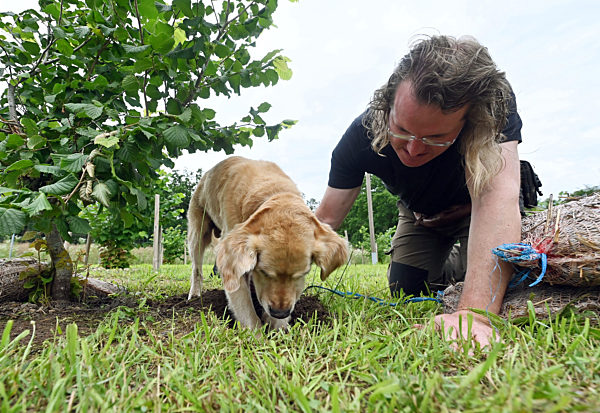Heimischer Trüffelanbau