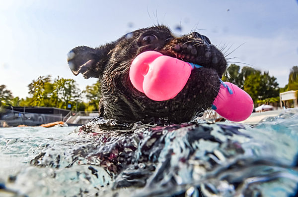 Hunde-Schwimmen im Rheinstrandbad Rappenwört