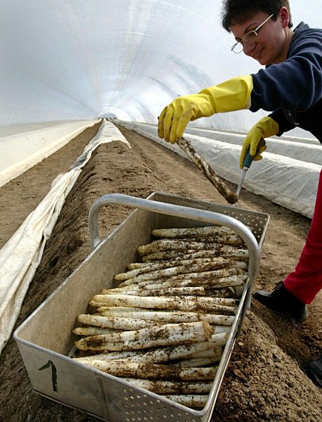 Spargelernte in einem Sonnentunnel