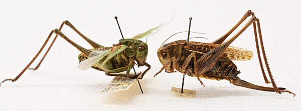 Heuschrecken im Naturkundemuseum Karlsruhe