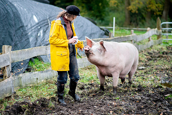 Schwein Rosalie lebt sauglücklich in Ostfriesland