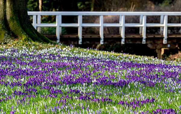 Krokusblüte im Oldenburger Schlossgarten