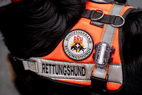 Rescue dogs on a fair in Oldenburg