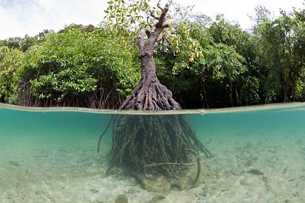 Risong Bay Mangroven, Risong Bay, Mikronesien, Palau | Risong Bay Mangroves, Risong Bay, Micronesia, Palau