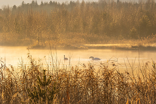Sonnenaufgang über dem Ainringer Moor
Moorsee mit Vögeln