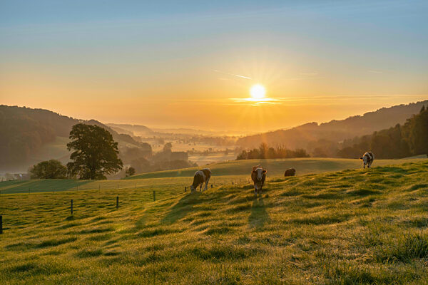 Jungvieh friedlich grasend im Sonnenaufgang über dem Surtal mit Salzburg im Hintergrund, Deutschland
gesehen von Quirn aus (Gmd. Surberg - lkrs. Traunstein)