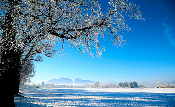 Rauhreif Bäume und blauer Himmel bei Benediktbeueren, 2022