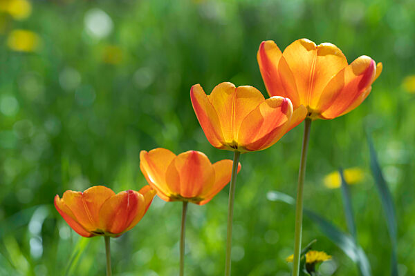 Tulpe - Tulipa - Frühjahrsblüher