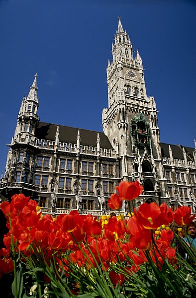 Tulpen vor dem Rathaus