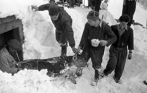 Nach dem Lawinenabgang graben sich Retter zu einem Stall durch, 1954