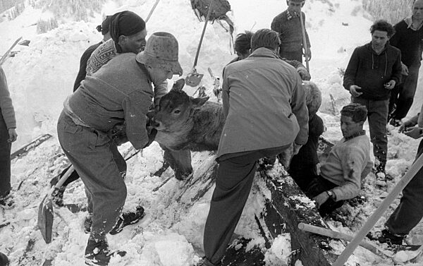 Nach dem Lawinenabgang graben sich Retter zu einem Stall durch, 1954