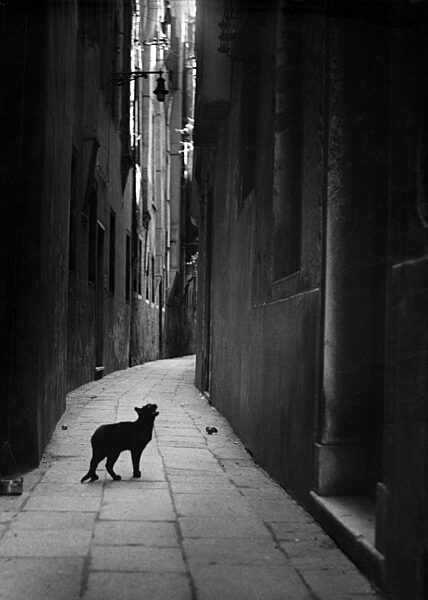 Katze auf einer Straße in Neapel, 1950er Jahre