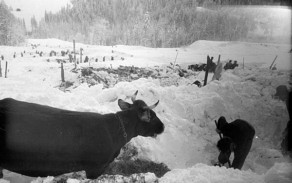 Nach dem Lawinenabgang graben sich Retter zu einem Stall durch, 1954