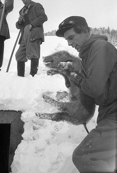 Nach dem Lawinenabgang graben sich Retter zu einem Stall durch, 1954