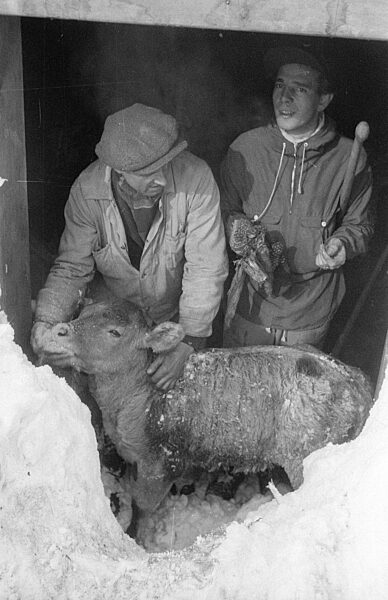 Nach dem Lawinenabgang graben sich Retter zu einem Stall durch, 1954