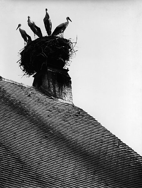 Störche auf einem Schornstein in Zusmarshausen