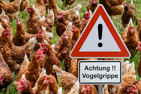 Ein Warnschild mit der Aufschrift Achtung Vogelgrippe in einer Hühnerzucht