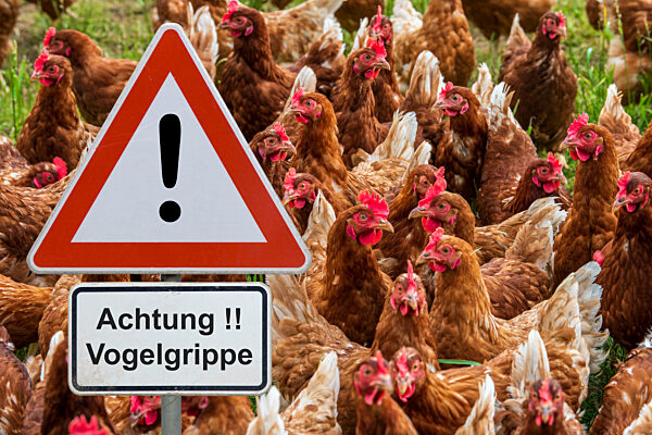 Ein Warnschild mit der Aufschrift Achtung Vogelgrippe in einer Hühnerzucht