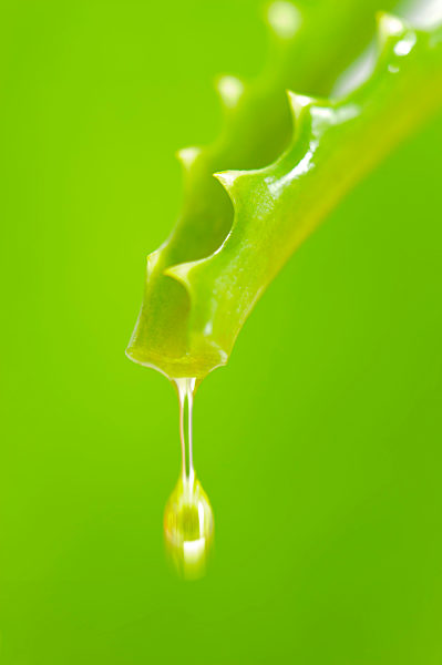Tropfen Essenz fällt von Aloe vera Pflanze