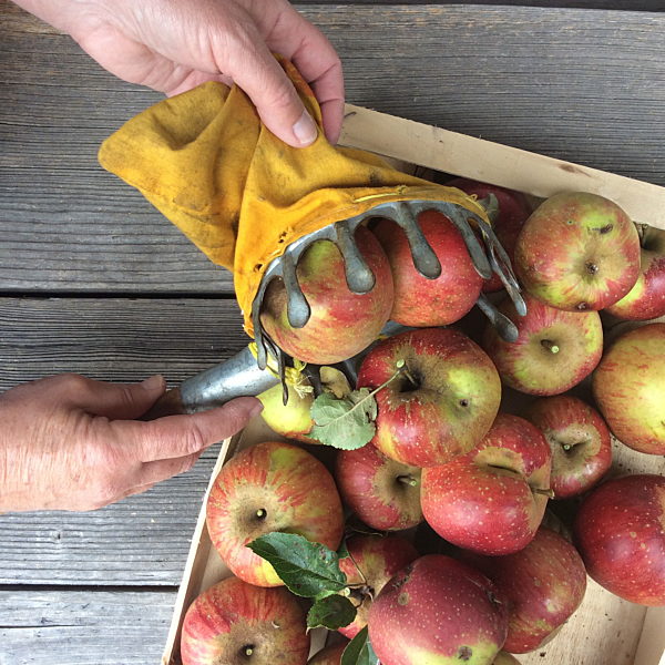 Bioäpfel in Holzkiste. Aufnahme von 2016