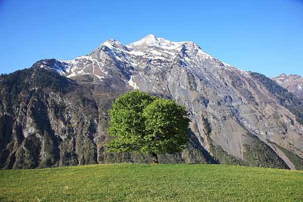 Geograpy, Nature, Europe, Switzerland, Schächental, Uri, Swiss Alps, Mountain, Tree, Hill, Field, Meadow, Tranquil, Landscape, Scenic, Spring, No People, Horizontal