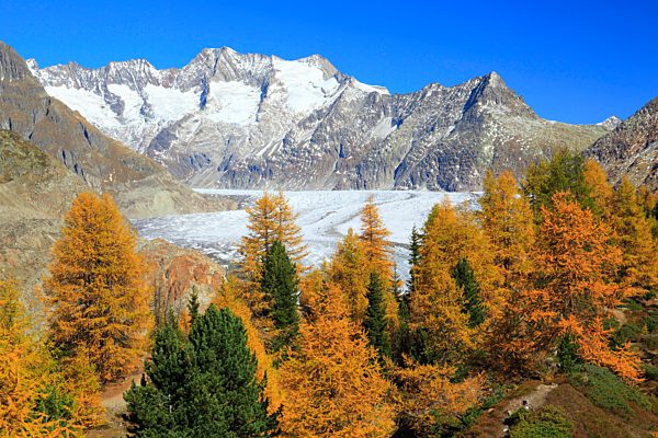 Aletsch, Aletsch glacier, Aletsch area, Aletsch glacier, mountains, Alps, view, Aletsch wood, forest, big, great, mountains, Alps, autumn, colors, larch, larches, larch wood, Unesco, world heritage, Valais, Switzerland, Europe, Wannenhörner, world heritag
