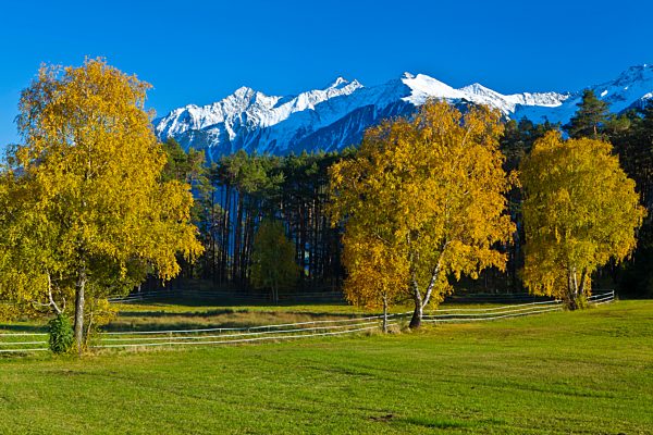 Austria, Europe, Tyrol, Tirol, Mieming, chain, plateau, Obsteig, autumn, birches, Yellow, green, blue, white, wood, forest, trees, mountains, Stubai Alps, snow, sky, vacation, nature, nobody, rest, silence, calmness, view, tourism,