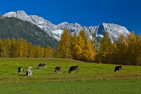 Austria, Europe, Tyrol, Tirol, Mieming, chain, plateau, Obsteig, meadow, pasture, willow, cattle, breeding, cattle breeding, cattle, calves, brown cattle race, larches, Yellow, green, blue, mountains, Mieming, chain, lime alps, Alps, vacation, travel, trav