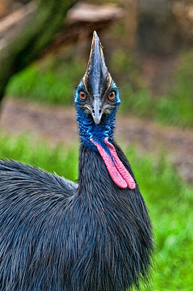 double-wattled, cassowary, cassowary, bird, animal, casuarius casuarius