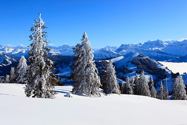 Alp, Alps, view, mountain, mountains, mountain, mountain panorama, Bernese Alps, mountains, Glarus Alps, sky, light, sea, fog, sea of fog, panorama, Rigi, snow, Switzerland, Europe, Schwyz, sun, sunshine, fir, firs, fir wood, Uri Alps, pre-alps, wood, fore