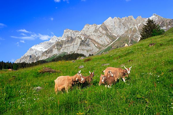 Alp, the Alps, alpine, Alpstein, massif, Appenzell, mountain, mountain panorama, mountain flowers, mountains, mountain flora, mountain spring, mountain pasture, blue, flower meadow, eat, spring, mountains, nanny-goat, young, animal, many, mother, panorama,