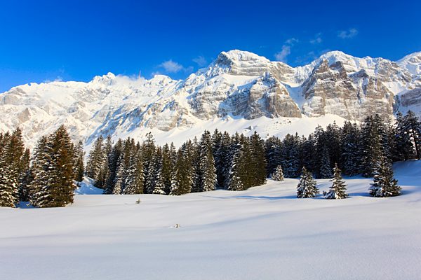 In 2502 m, Alp, Alps, Alpstein, Alpstein area, Appenzell, view, mountain, mountain panorama, mountains, mountain panorama, trees, mountains, sky, massif, panorama, snow, Switzerland, Europe, sun, sunshine, Säntis, fir, firs, fir wood, wood, forest, winter