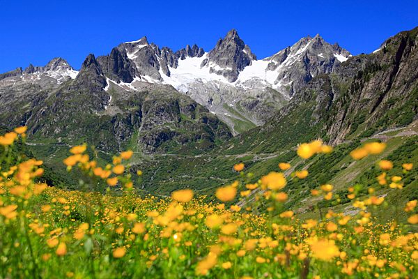 Alps, mountain, mountain panorama, mountains, mountain flora, mountain spring, mountain panorama, flower meadow, flora, spring, Fünffingerstöck, mountains, glacier, panorama, Pass, Ranunculus acris, buttercup, Switzerland, summer, sun, Susten, Susten Pas