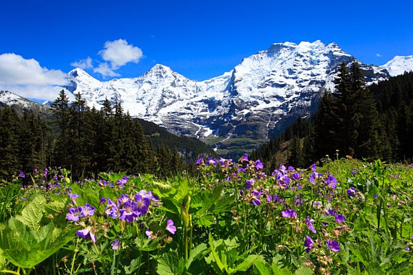 Alp, alps, flora, view, mountain, mountain panorama, mountains, mountain flora, mountain spring, mountain massif, mountain panorama, mountain wall, Bern, Bernese Oberland, flowers, trees, Big Three, Eiger, flora, spring, mountains, geranium pratense, summi