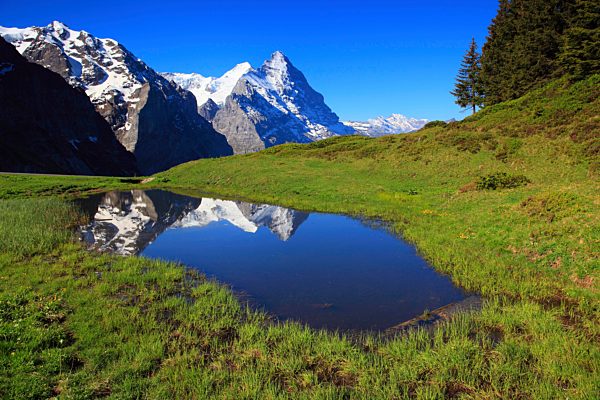 Alp, alps, flora, view, mountain, mountain panorama, mountains, mountain massif, mountain panorama, mountain lake, mountain wall, Bern, Bernese Oberland, trees, Eiger, rock face, spring, mountains, summit, peak, glacier, granite, massif, monk, Mönch, pano