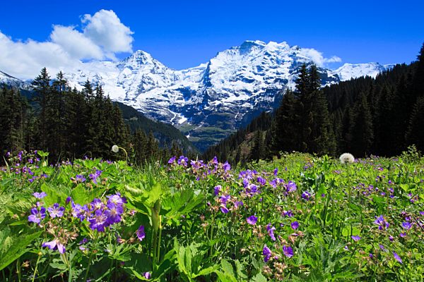 Alp, alps, flora, view, mountain, mountain panorama, mountains, mountain flora, mountain spring, mountain massif, mountain panorama, mountain wall, Bern, Bernese Oberland, flowers, trees, Big Three, Eiger, flora, spring, mountains, geranium pratense, summi