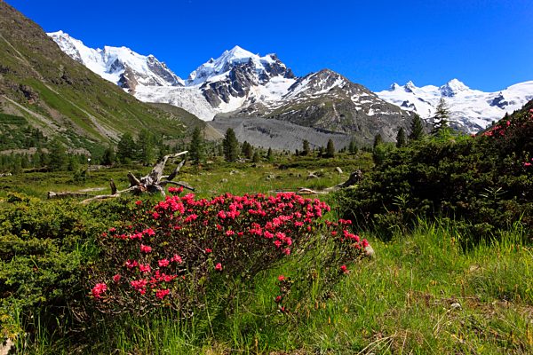 Alps, Alpine rose, alpine rose, mountain, mountain panorama, mountain flowers, mountains, mountain flora, mountain spring, mountain panorama, Bernina, flower, flowers, flower shrub, blossom, flourish, bush, shrub, Engadin, flora, spring, mountains, glacier