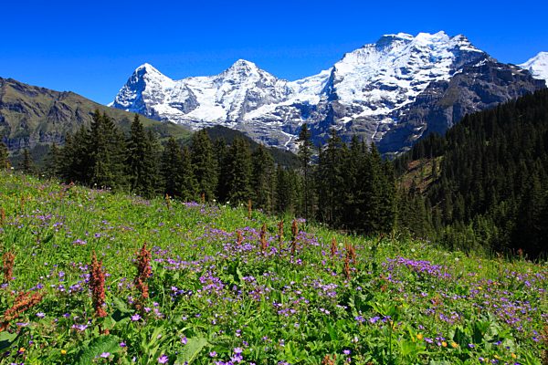 Alp, alps, flora, view, mountain, mountain panorama, mountains, mountain flora, mountain spring, mountain massif, mountain panorama, mountain wall, Bern, Bernese Oberland, flowers, trees, Big Three, Eiger, flora, spring, mountains, geranium pratense, summi